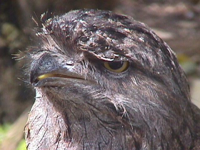 Tawny Frogmouth face